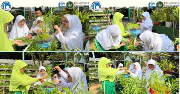 Panen Kangkung di Green House Alsen