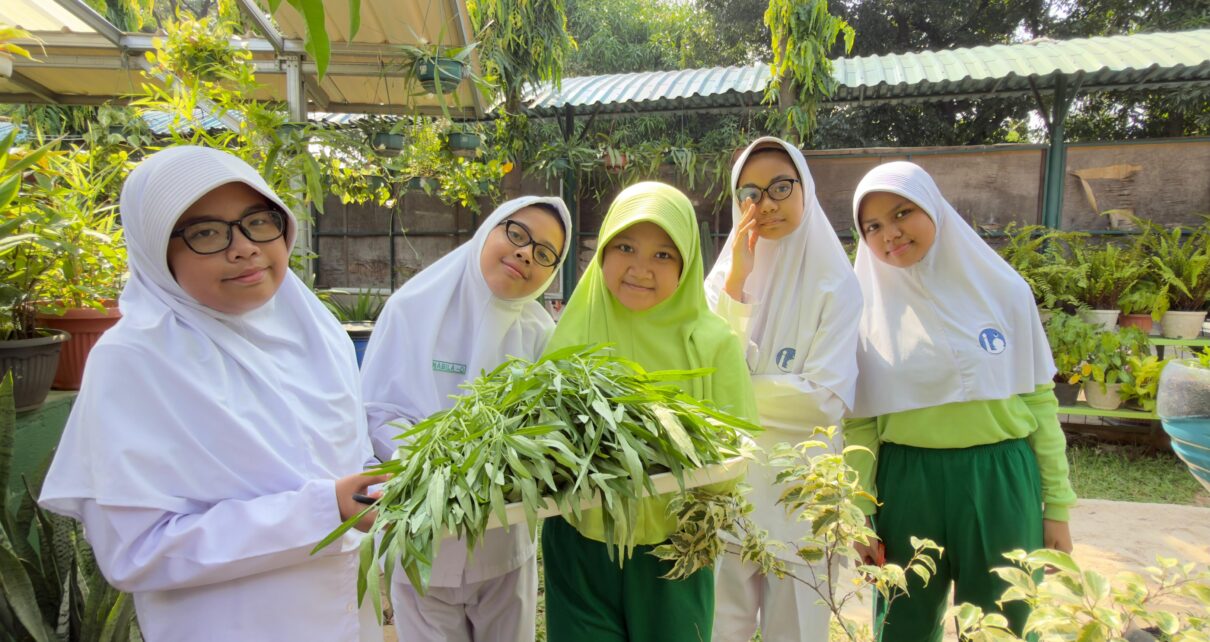 Panen Kangkung di Green House Alsen